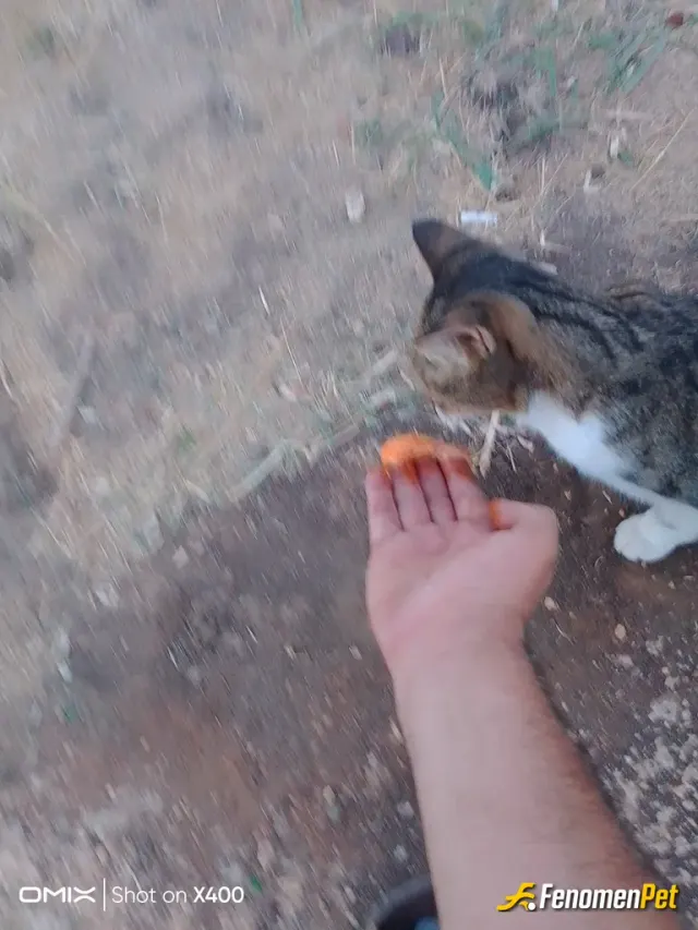 Sokak hayvanı besleme: Kedi antepli olunca mangal keyfi yapiyor