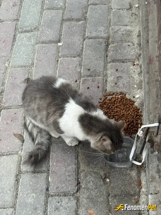 Sokak hayvanı besleme: afiyet olsun #fenomenpet
