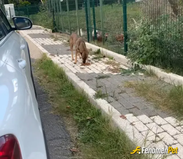 Sokak hayvanı besleme: Evimde olan mamaları genelde gördüğüm hayvanlara veriyorum