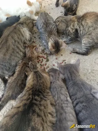 Sokak hayvanı besleme: Lütfen sokak canlarımıza,bir kap mama,bir kap su.