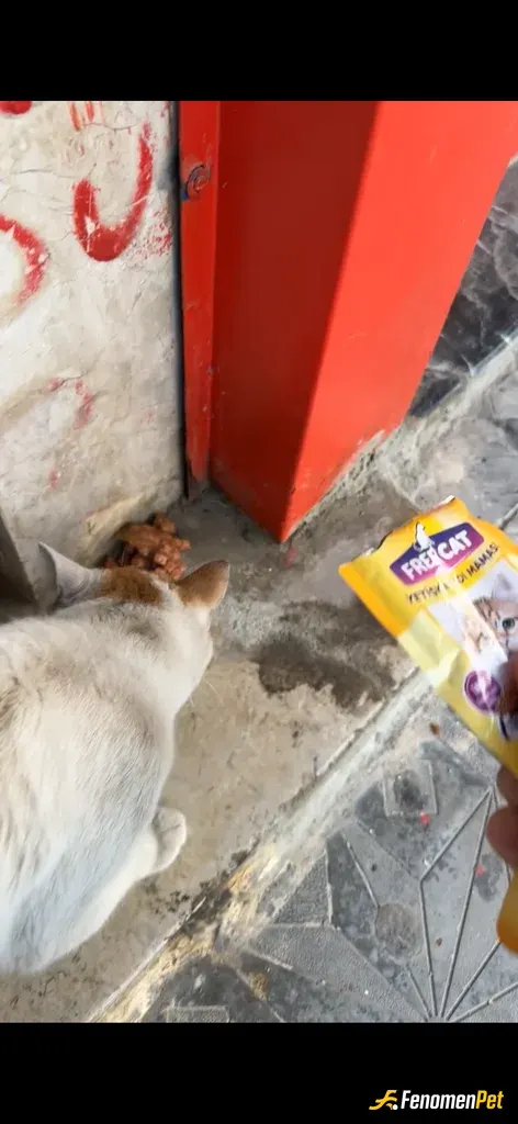 Sokak hayvanı besleme: #fenomenPet mamayı yemeden önce kendini sevdirerek teşekkür etti☺️