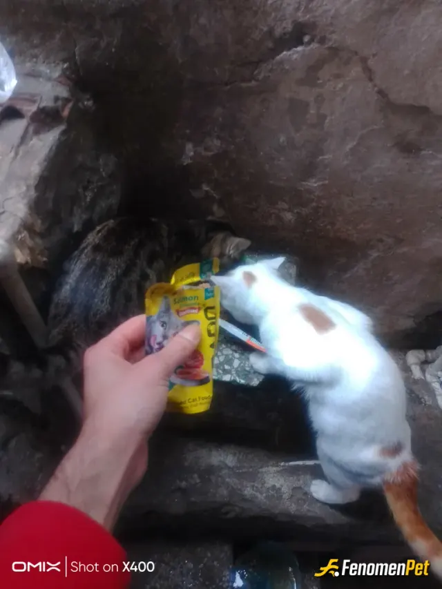 Sokak hayvanı besleme: Bahçemize gelen misafirler
