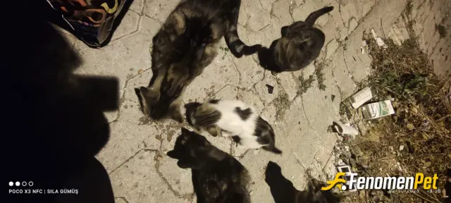 Sokak hayvanı besleme: Genellikle motorumda kuru mama bulunur. Gördükce beslerim. Özellikle bu dönemlerde dah asık yaparım çünkü çok 