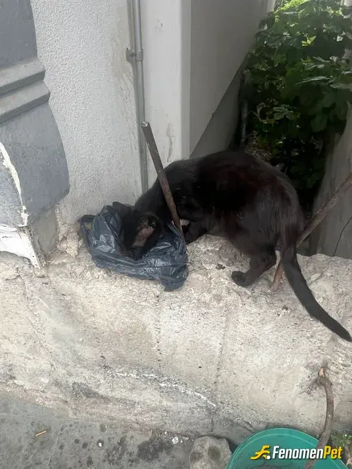 Sokak hayvanı besleme: #Fenomenpet gördüğüm siyah kediye mama alıp verdim sayenizde bir sürü sokak hayvanına mama verildi teşekkürler