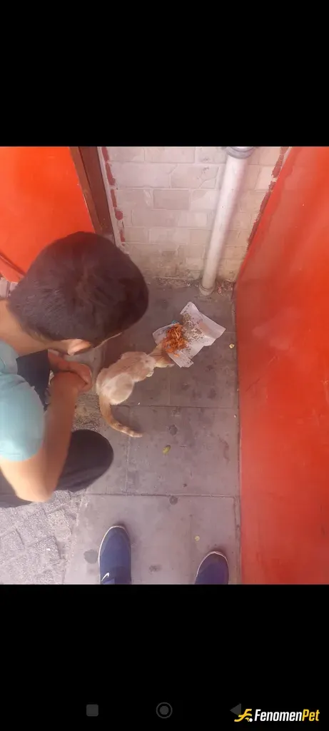 Sokak hayvanı besleme: Patilerin dostu fenomenpet