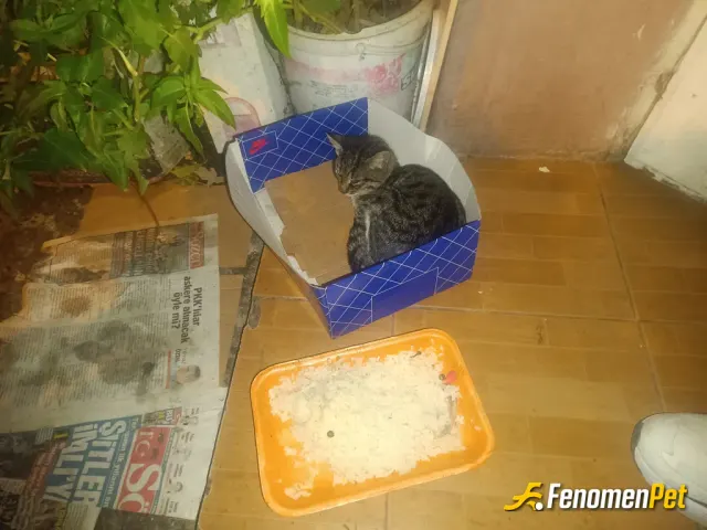 Sokak hayvanı besleme: Hem ev hem yemek 🤌🤌