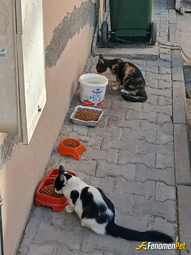 Sokak hayvanı besleme: Evimin onune kaplar koydum ve sürekli onlara büyük boy mama alıyorum bittikce dolduruyorum kaplarına kendi evi