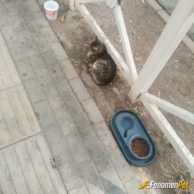 Sokak hayvanı besleme: Kaba mama koydum bizim parkın kedisi azman