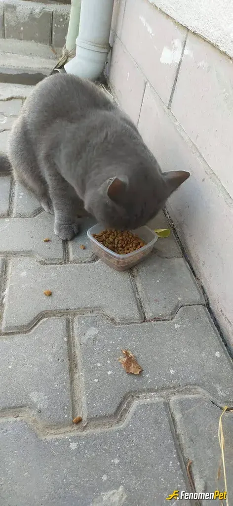Sokak hayvanı besleme: Bu tatlı kediyi sokakta gördüm ve kendisine gidip Kedi maması aldım ve verdim.