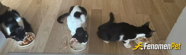 Sokak hayvanı besleme: Bahçemizde büyük kediler izin vermediği için eve alarak beslediğimiz canlar ❤️
