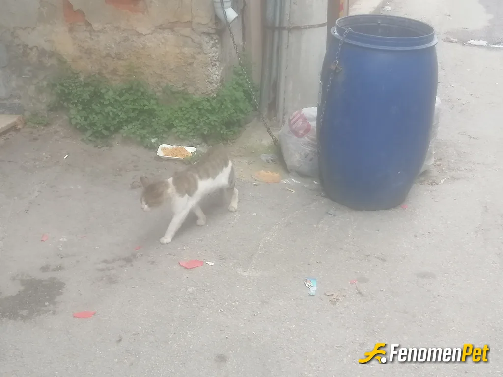 Sokak hayvanı besleme: Doyduktam sonra arkasina bakmaz