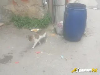 Sokak hayvanı besleme: Doyduktam sonra arkasina bakmaz
