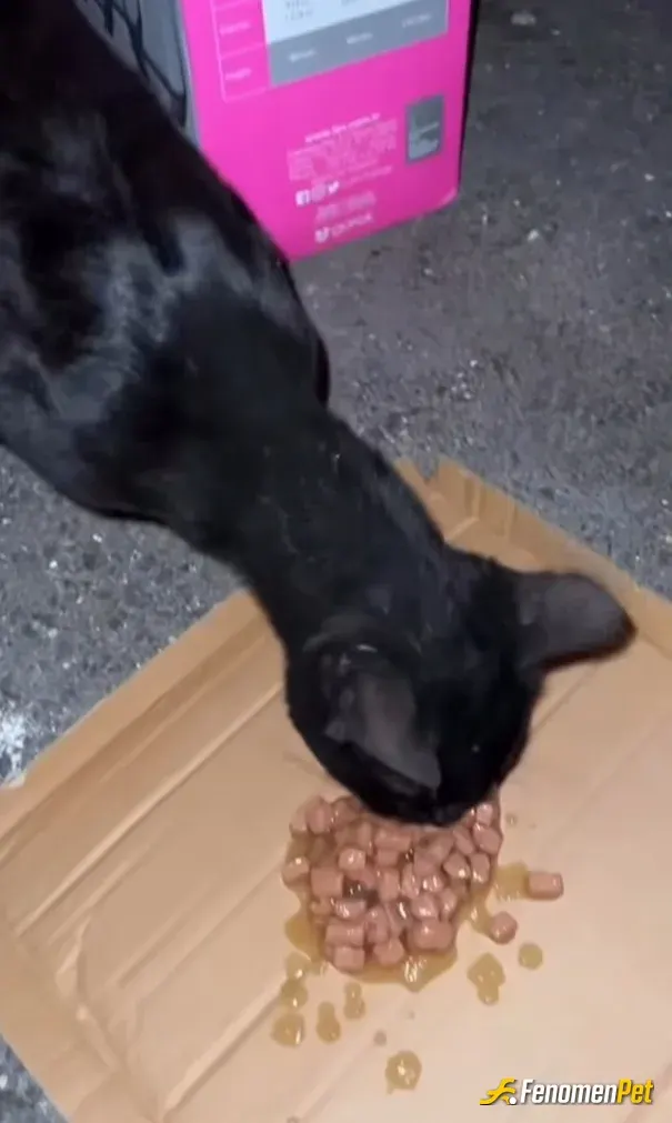 Sokak hayvanı besleme: #Fenomenbet
#Fenomenpet

Kara kedi sans getirir:)