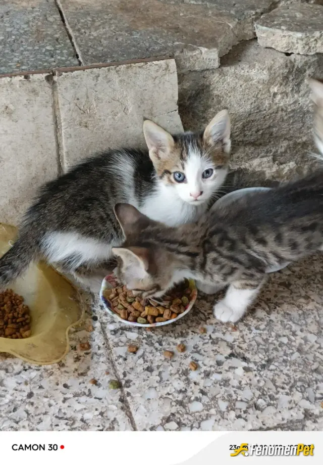 Sokak hayvanı besleme: harika birsey