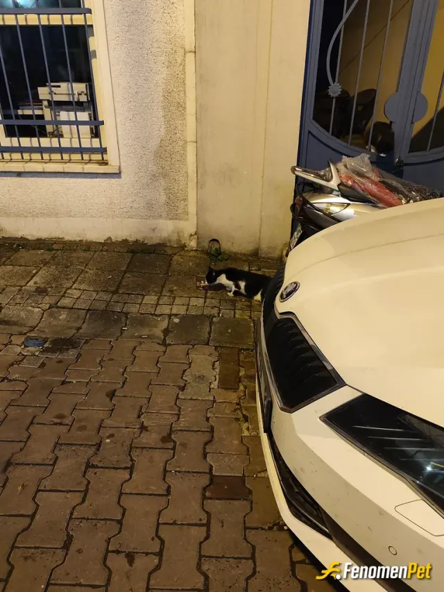Sokak hayvanı besleme: Her akşam misafirimiz
