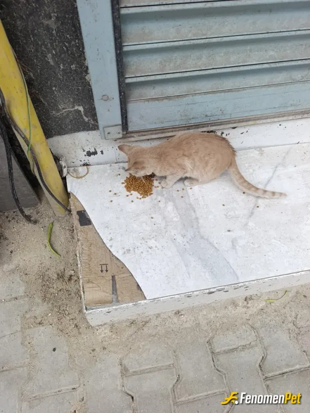 Sokak hayvanı besleme: hergun acik mama aliyorum