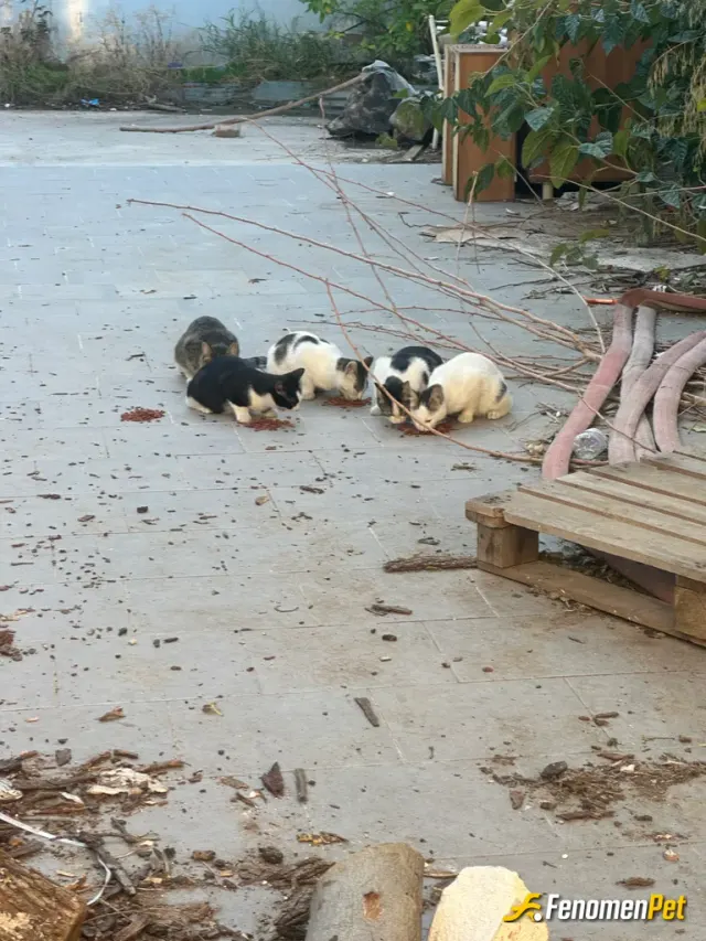 Sokak hayvanı besleme: Her sabah besliyorum bu fıstıkları :)