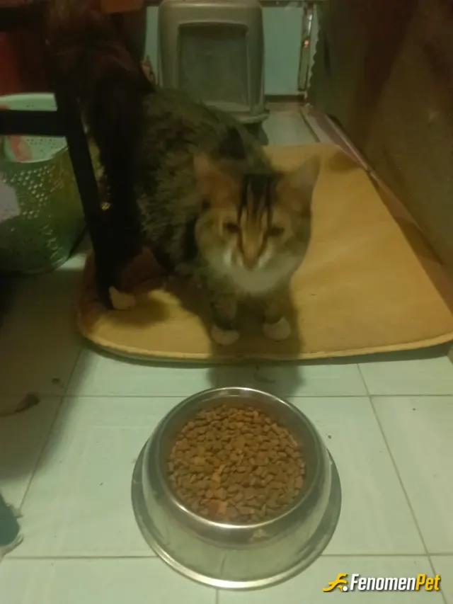 Sokak hayvanı besleme: Sokaktan sahiplendim