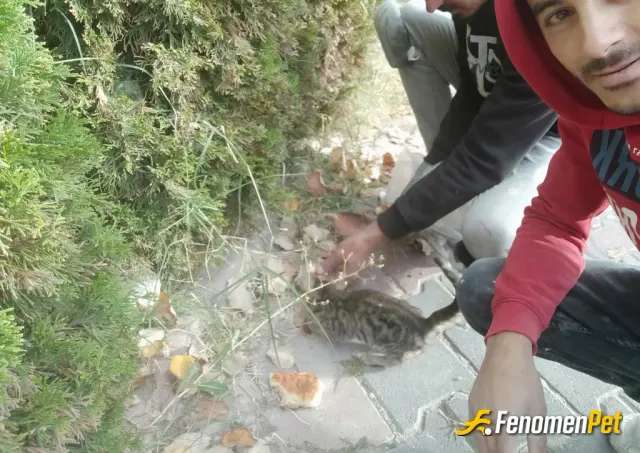 Sokak hayvanı besleme: #Fenomenpet Fenomenbet Pati Dostu