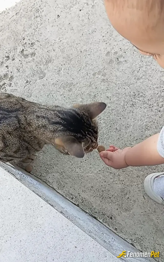Sokak hayvanı besleme: Oğlum hayvanları çok seviyor elleriyle yediriyor.