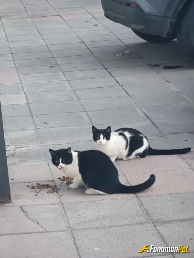 Sokak hayvanı besleme: Afiyet olsun