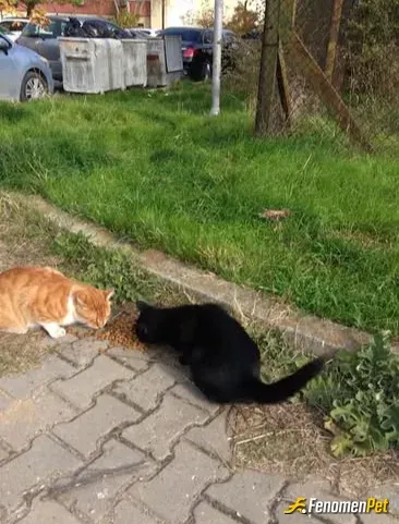 Sokak hayvanı besleme: Bu dünya sadece bize ait değil.. iyi ki varlar #fenomenpet