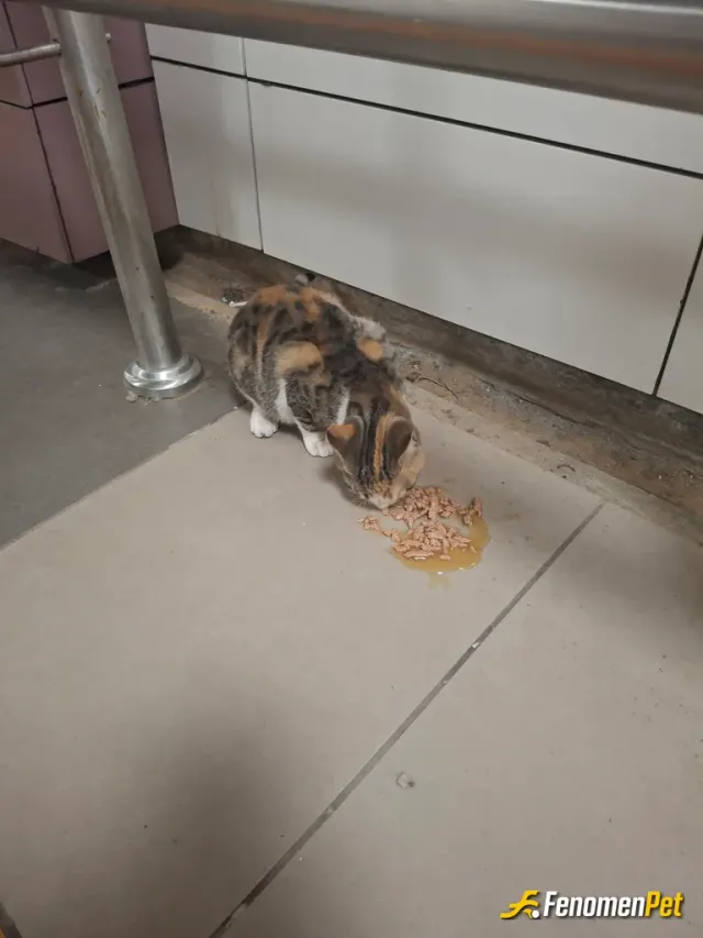 Sokak hayvanı besleme: Metro da yavru bir kedi ile gözgöze geldik,yanımda devamlı yaş mama bulundurulrum