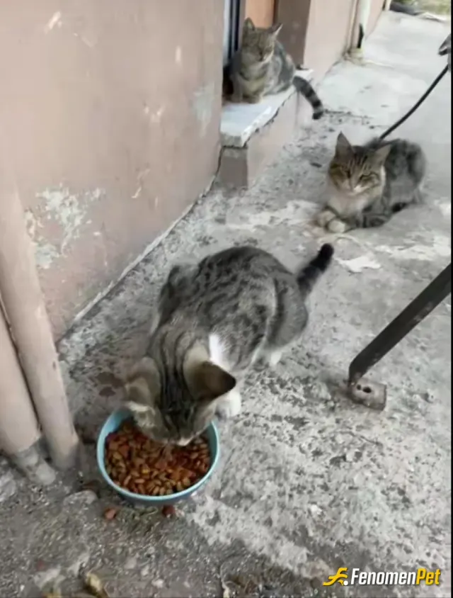 Sokak hayvanı besleme: Mama verdim 2 kase