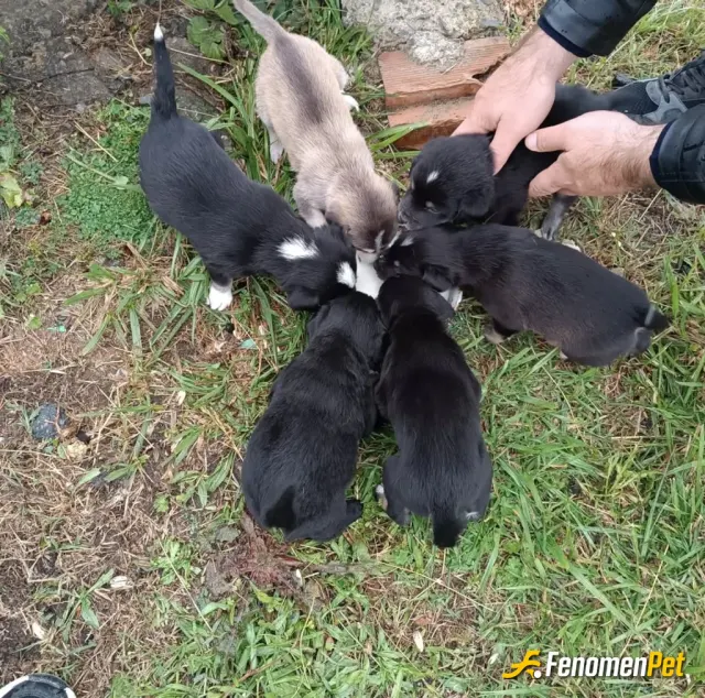 Sokak hayvanı besleme: SOKAKTA ARA ARA YEMEK YADA MAMA VERDİĞİM KÖPEKLER #Fenomenpet