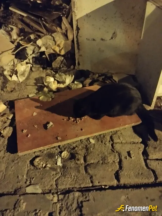 Sokak hayvanı besleme: Onlara mama verdim