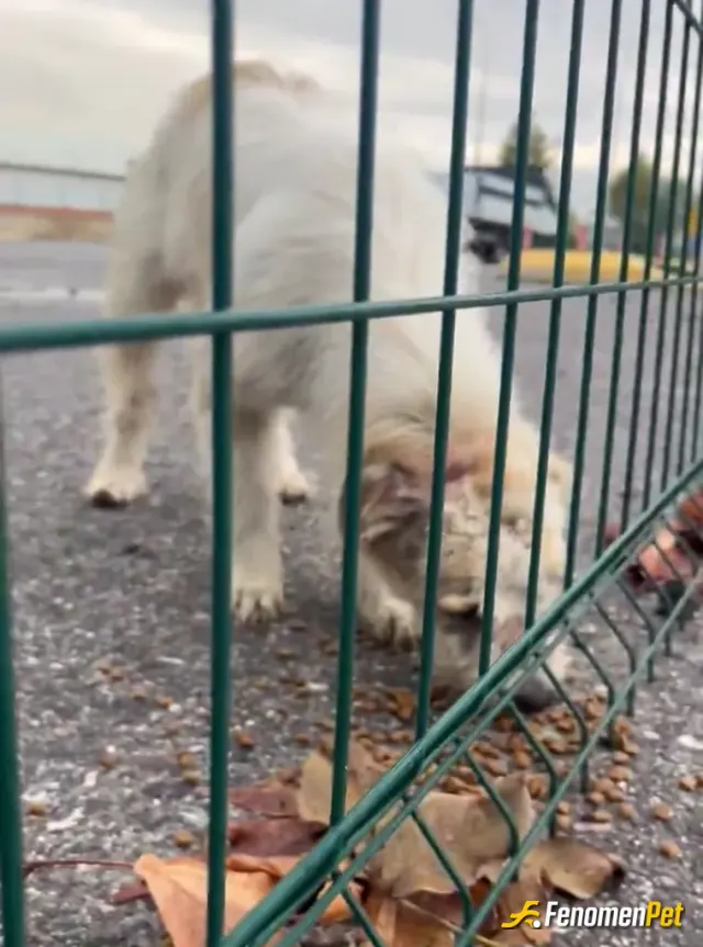 Sokak hayvanı besleme: Hergun besliyorum kazanırsam 1 kilo mama