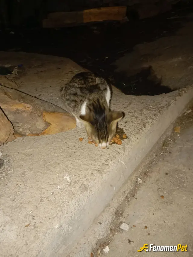 Sokak hayvanı besleme: İslak mama ve kuru mama verdim