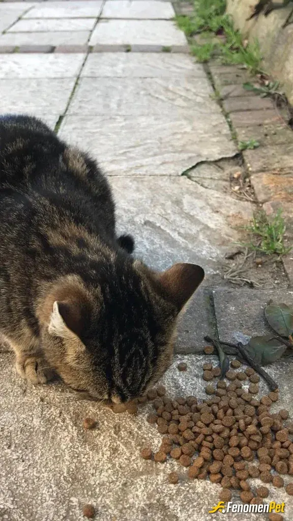 Sokak hayvanı besleme: 1KAP SU 1KAP MAMA