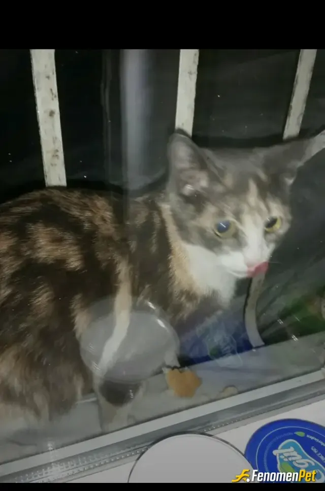 Sokak hayvanı besleme: Gece pencereme gelmiş mırlıyordu ekmek verebildim