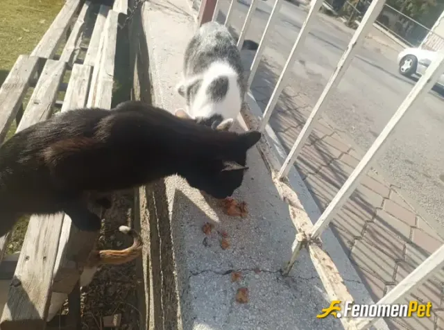 Sokak hayvanı besleme: Her gün beslediğim kediler zaten çok farklı bir durum olmadı bonusunuz ekstrası oldu bu işin :)