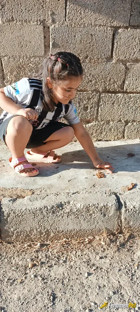 Sokak hayvanı besleme: Çocuklarla sokaklara mama bırakırız