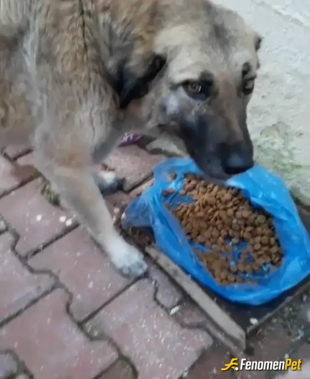 Sokak hayvanı besleme: Sokağımızdaki köpeğe mama alıp verdim