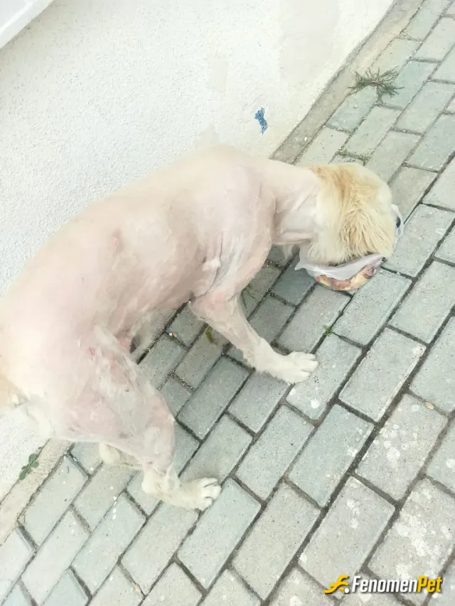 Sokak hayvanı besleme: Agzi var dili yok derdini anlatamaz bosuna demiyor dilsiz kullarım diye yardimci olmak bizim de elimizde