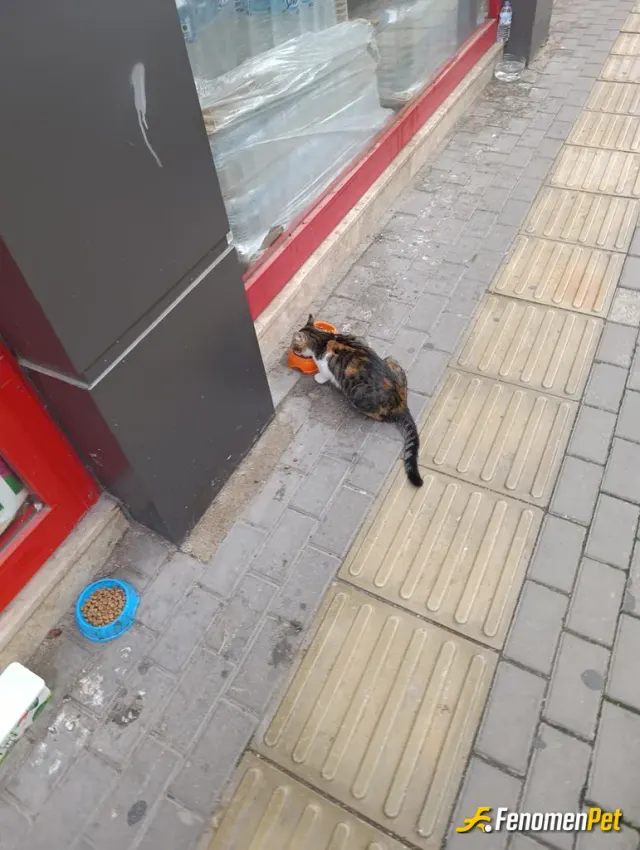 Sokak hayvanı besleme: S