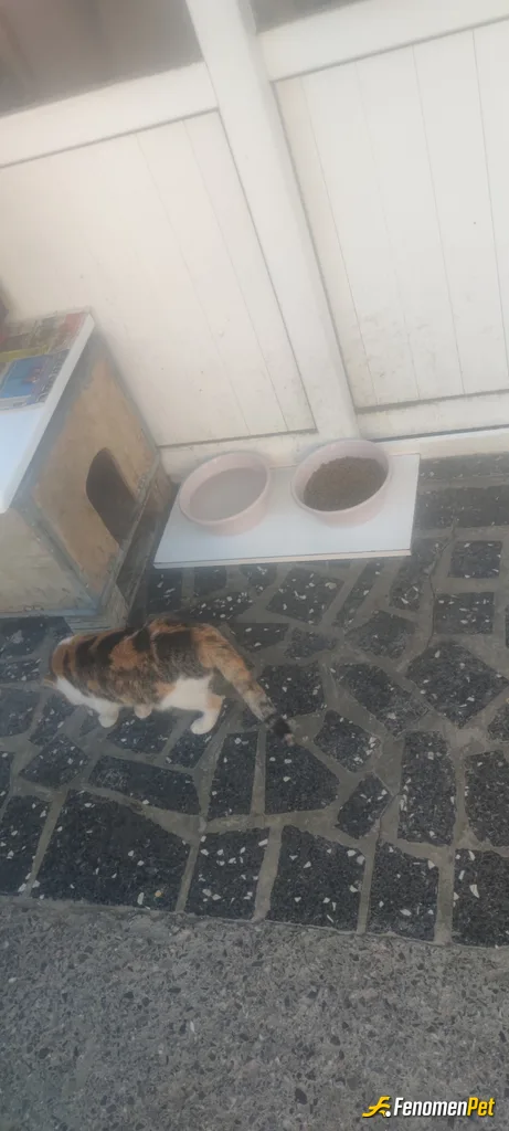 Sokak hayvanı besleme: #Fenomenpet Her sabah rutinimiz su ile mama etrafa bakindim bizim haylazlar eksikti, bizim apt de herkes hayvan sever c…