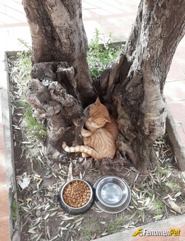 Sokak hayvanı besleme: Bu kedi yaralı ve ayağı kırıktı tedavisini yaptırdım ve bahçemde bu ve bunun gibi 11 tane kediyi besliyorum ❤️