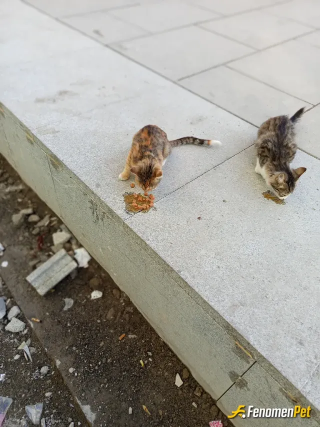 Sokak hayvanı besleme: #Fenomenpet Patili dostlarımıza destek