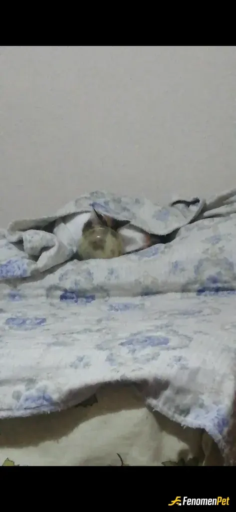 Sokak hayvanı besleme: Sabah Kahvaltısını yatagında yiyor hanımefendi :)