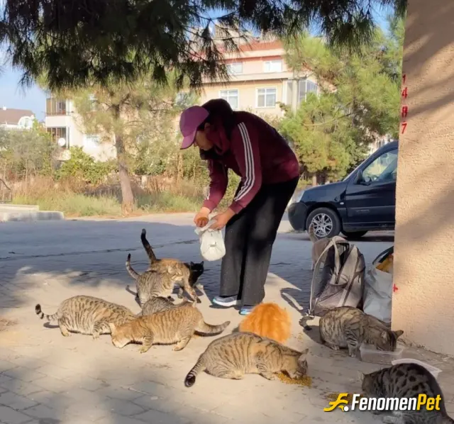 Sokak hayvanı besleme: kedi candir