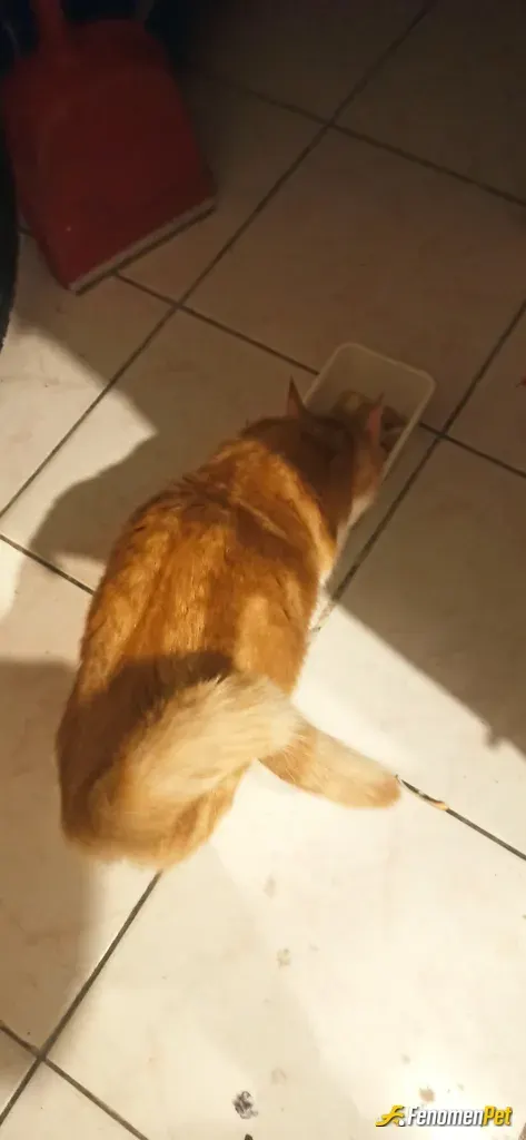 Sokak hayvanı besleme: Yeni anne olmuş bir kediyi beslemek ❤️