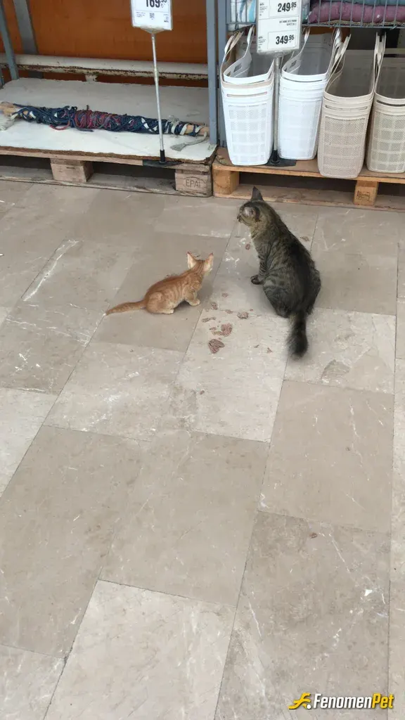 Sokak hayvanı besleme: 3 tane kedim var evde ayrıca bu bonus gerçek miiiiii
