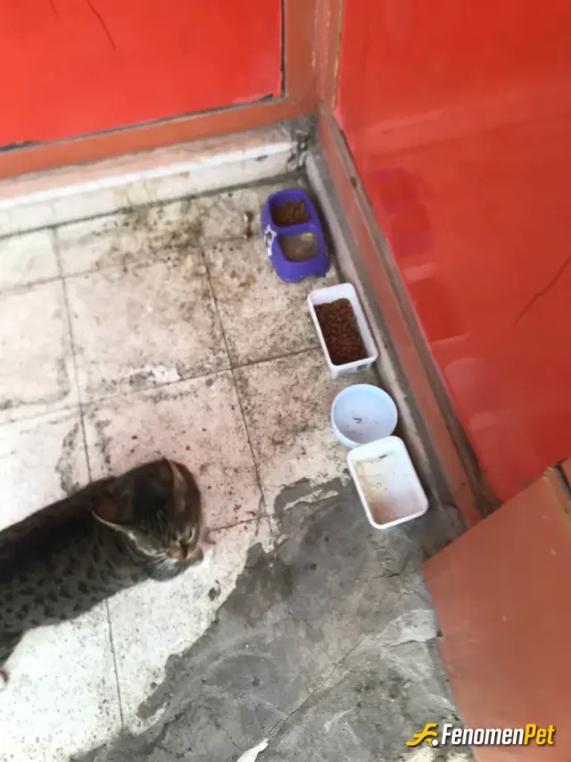 Sokak hayvanı besleme: Kaplarına mama koyarak onları besledim