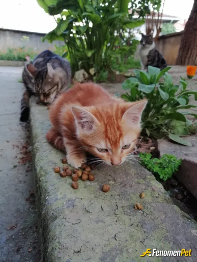 Sokak hayvanı besleme: Garfield ❤️ duman keyfi yerinde 🍀🍀