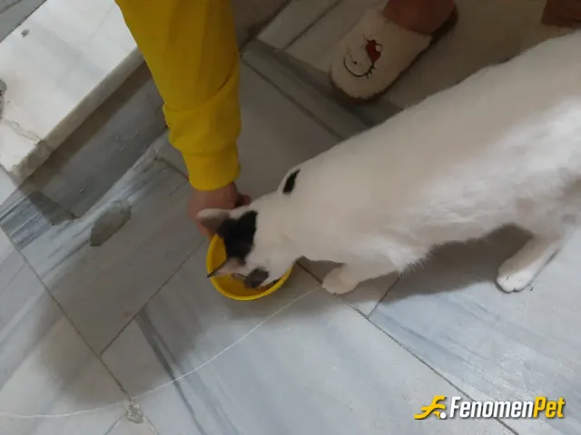Sokak hayvanı besleme: #Fenomenbet bizimde kapimizdan eksilmeyen :)