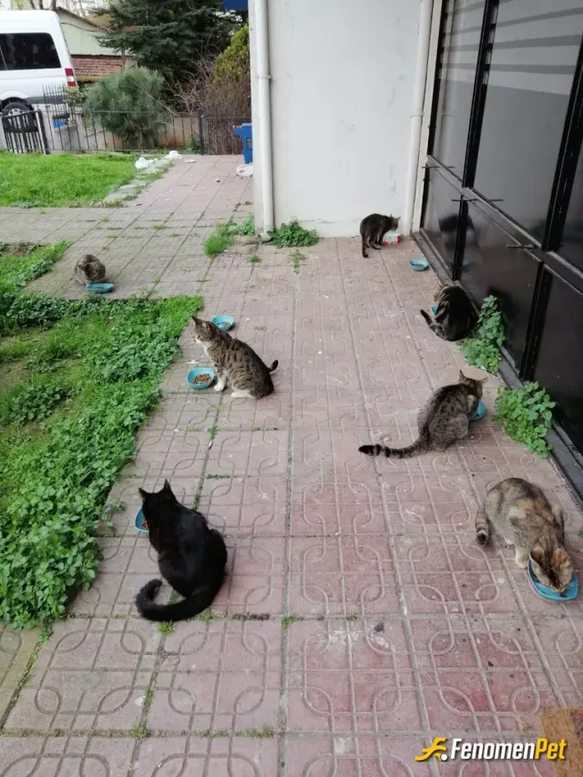 Sokak hayvanı besleme: Merhabalar apartmanda ki bir kaç daire sakini ile birlikte mama alarak sokak kedilerine besledik kediler mutlu